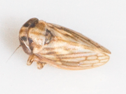 Anaceratagallia ribauti
